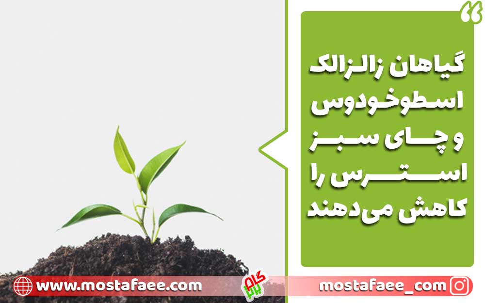 گیاهان زالزالک اسطوخودوس و چای سبز استرس را کاهش می‌دهد 